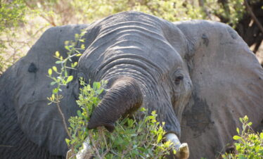 Unvergessliches Südafrika: Big Five, Panorama, Lodges & Kultur