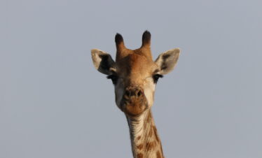 Südafrika Profi Privatsafari: Lodges, Natur und Tiere hautnah