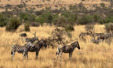 Natur und Genuss Privatsafari: Die perfekte Einsteigersafari